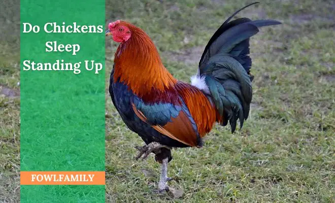 Do Chickens Sleep Standing Up? No, It’s A Behavior Called Roosting!