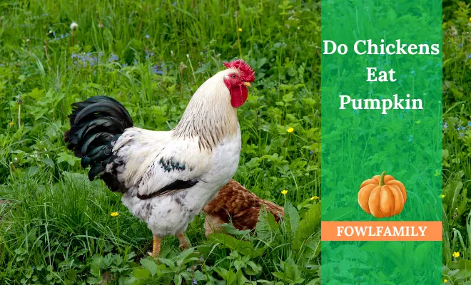 Do Chickens Eat Pumpkin? Yes, Flocks Get 6 Notable Benefits!