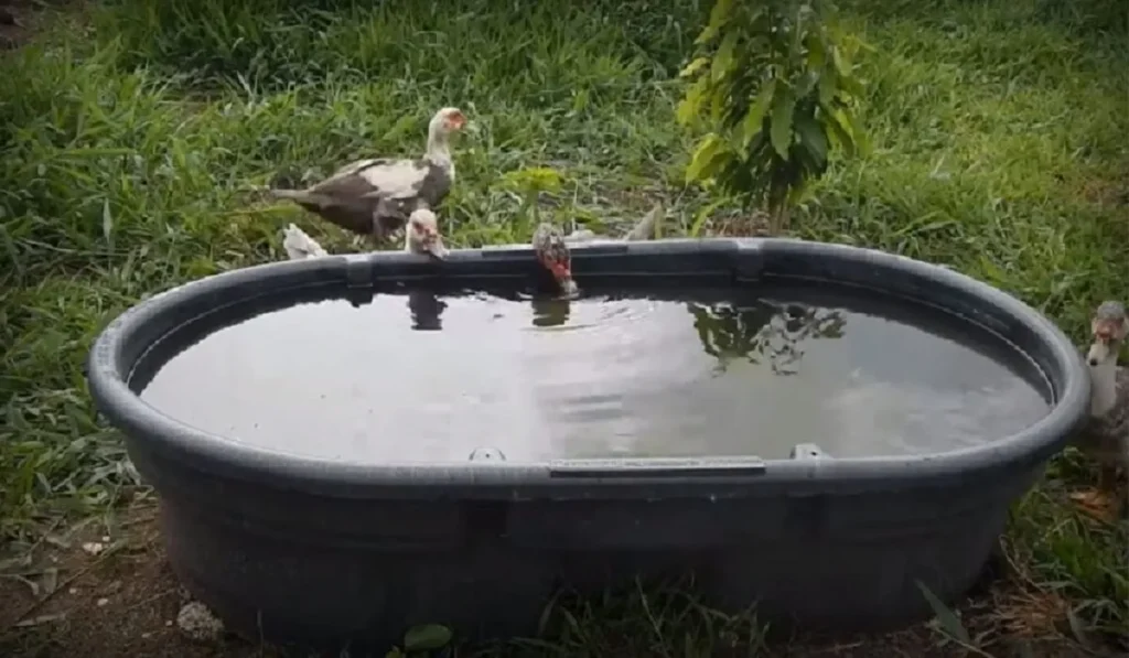 Ducks are opportunistic eaters