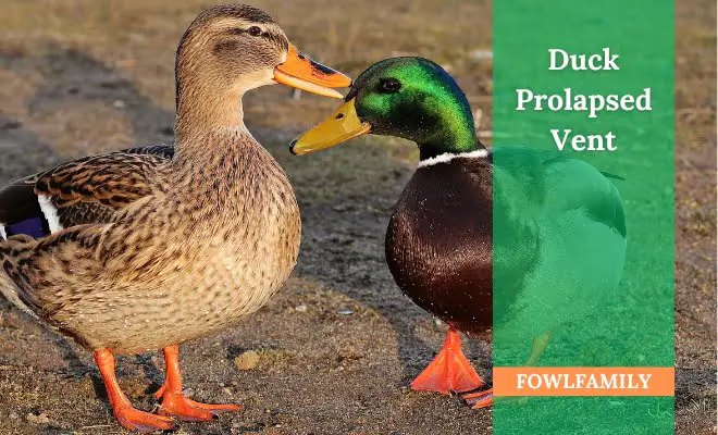 Duck Prolapsed Vent: What Are The Causes and How To Treat Such Condition?
