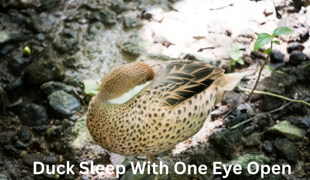 Duck Sleep With One Eye Open