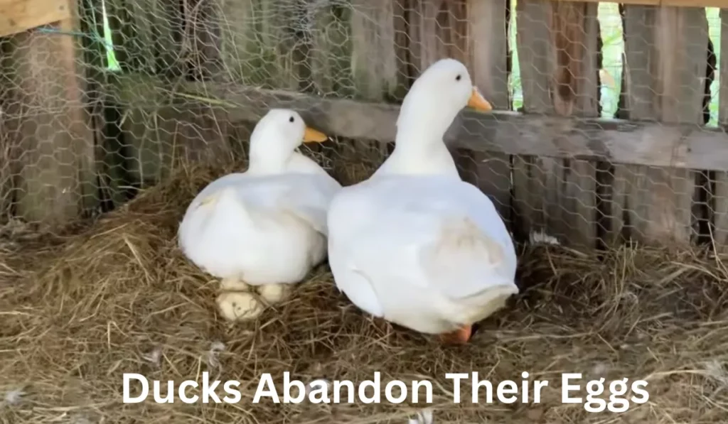 Ducks Abandon Their Eggs