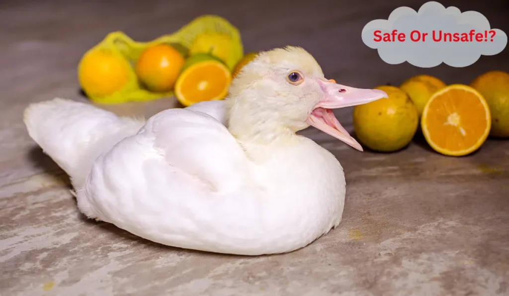 duck eats oranges