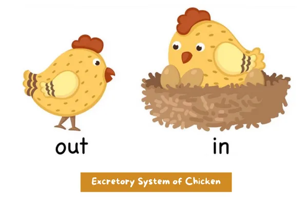 Excretory System of Chicken