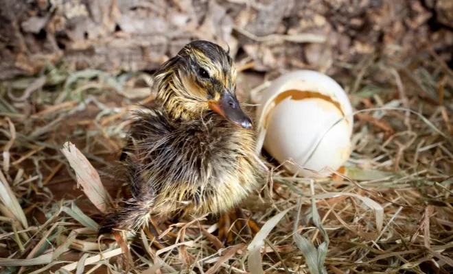 How To Hatch Duck Eggs Without An Incubator? 10 Easy Steps!