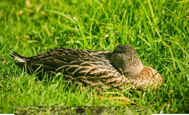 How Do Ducks Sleep: A Quirky Look At Their Sleeping Habits