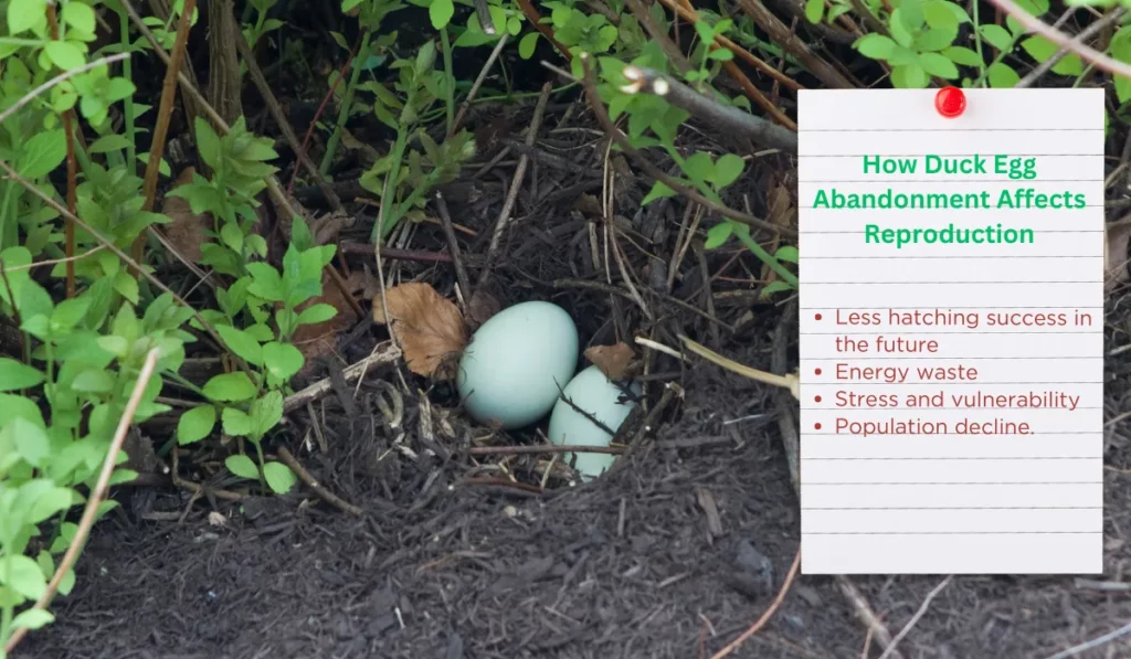 How Duck Egg Abandonment Affects Reproduction