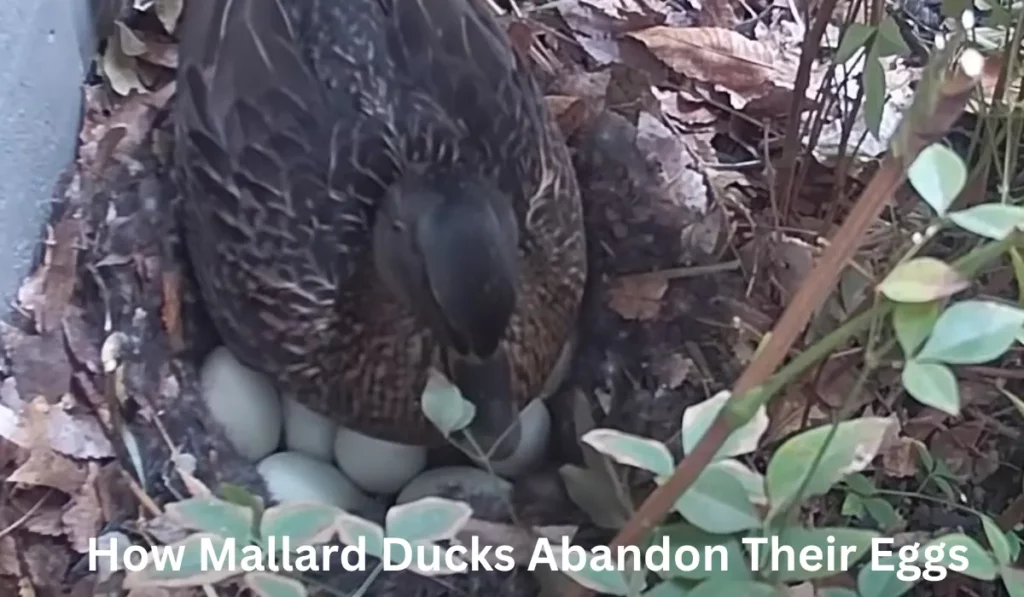 How Mallard Ducks Abandon Their Eggs