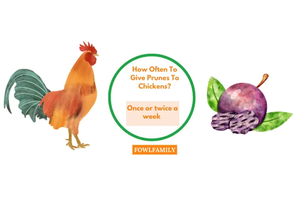 How Often To Give Prunes To Chickens