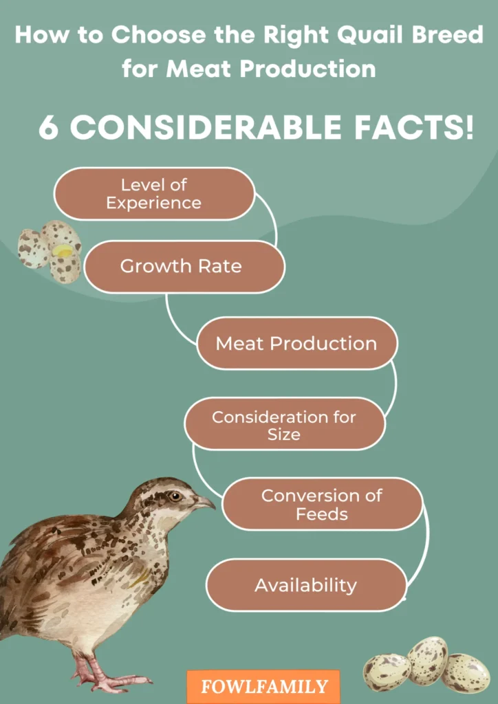 How to Choose the Right Quail Breed for Meat Production