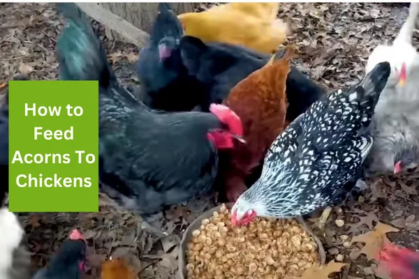 How to Feed Acorns To Chickens