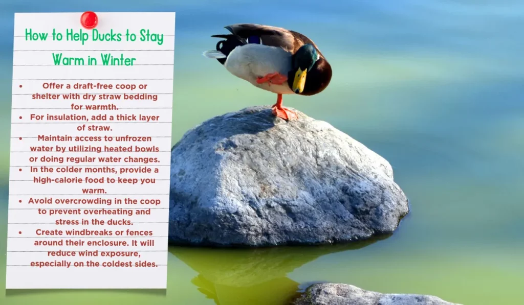 How to Help Ducks to Stay Warm in Winter