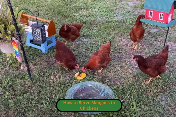 How to Serve Mangoes to Chickens