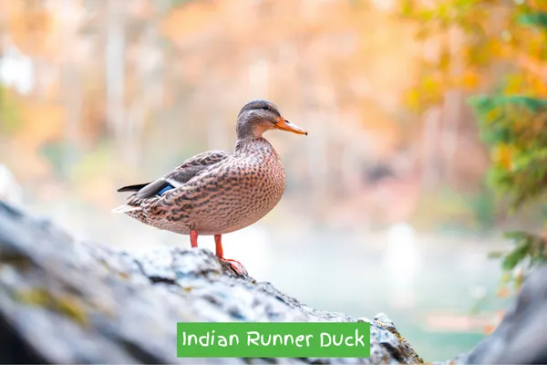 Indian Runner Duck