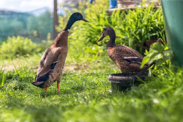 Indian Runner Duck Breed