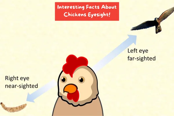 Interesting Facts About Chickens Eyesight!