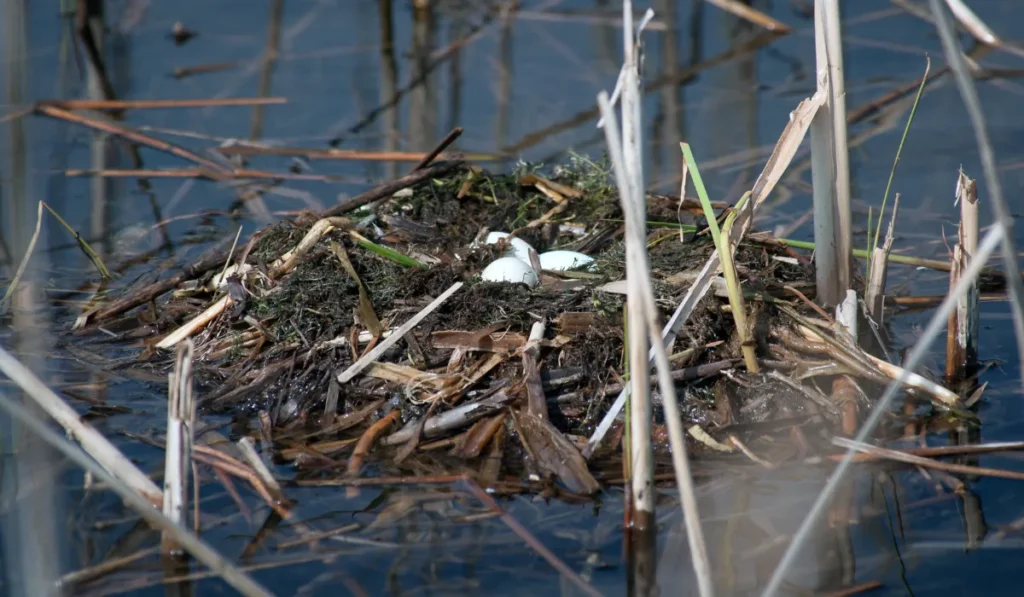 Is it Normal For a Duck to Leave the Eggs