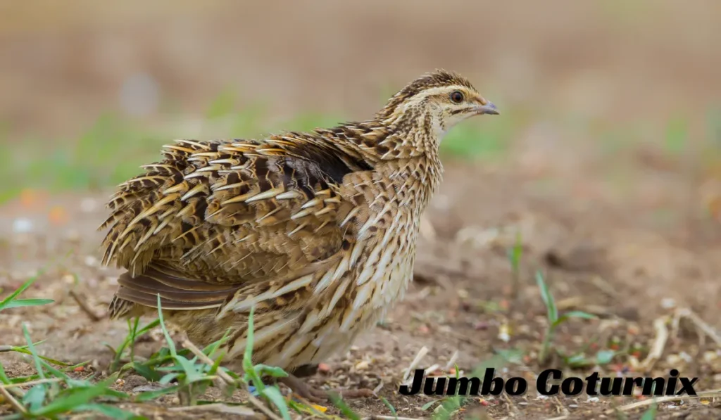 Jumbo Coturnix