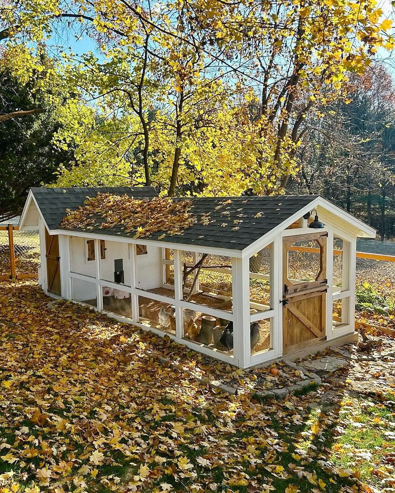 Layout of a Coop