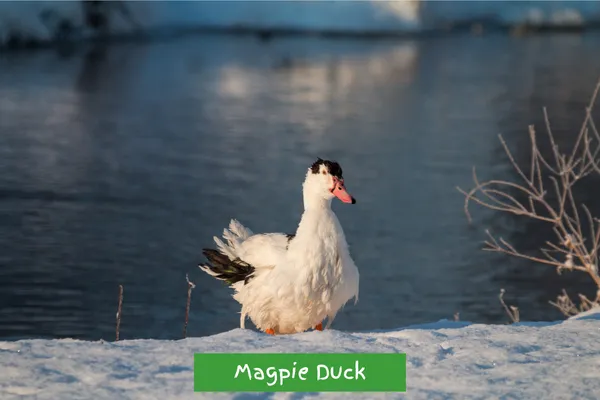 Magpie Duck