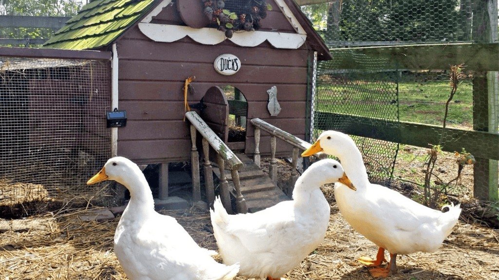 Making a duck coop