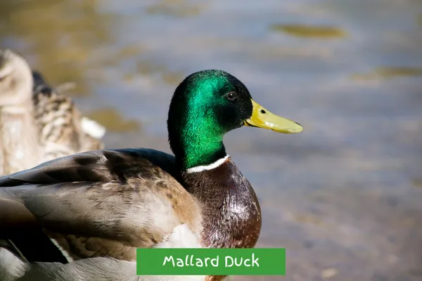 Mallard Duck