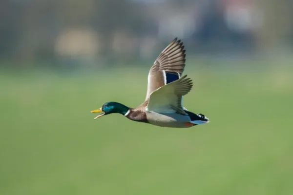 Mallard Duck