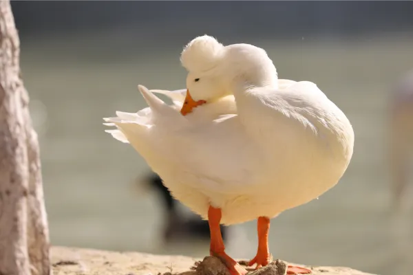 Miniature Crested Duck