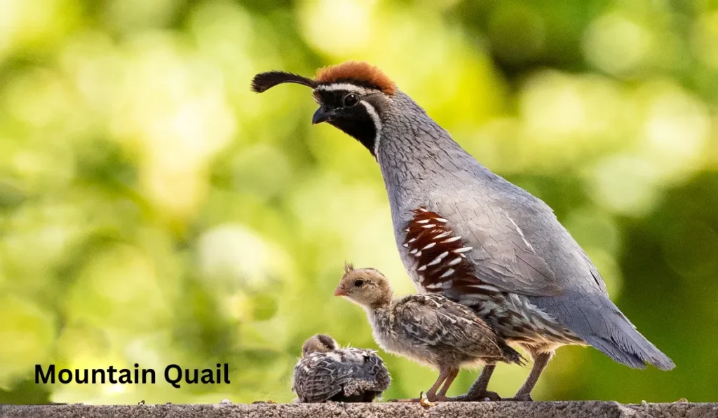 Mountain Quail