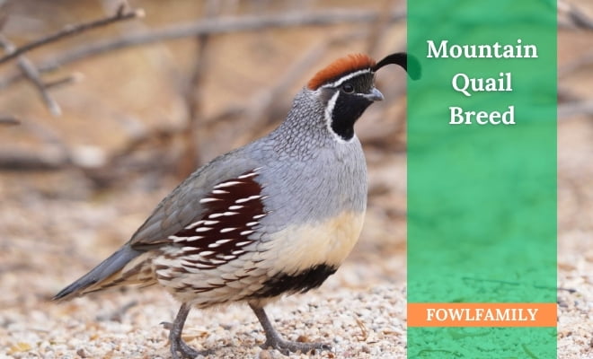 The Enchanting Beauty of Mountain Quail Breed