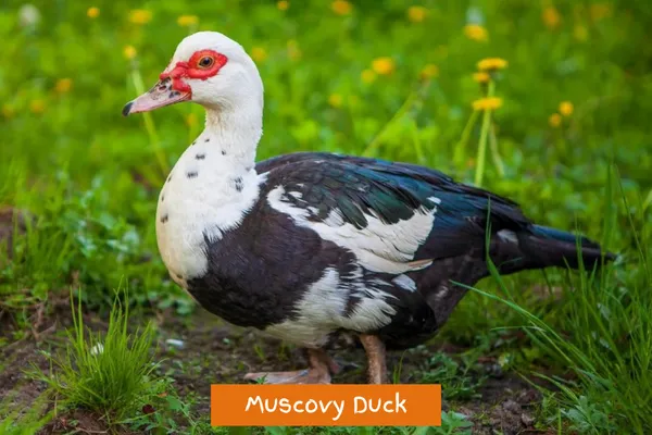 Muscovy Duck