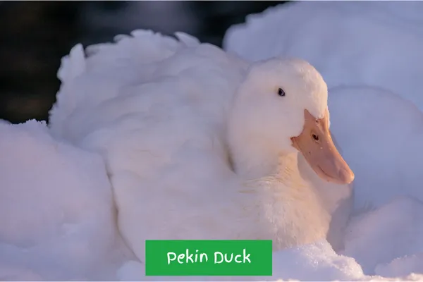 American Pekin - Quack Your Way to Egg-Laying Excellence