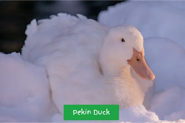 Pekin Duck