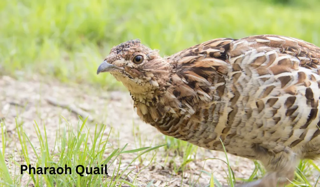 Pharaoh Quail
