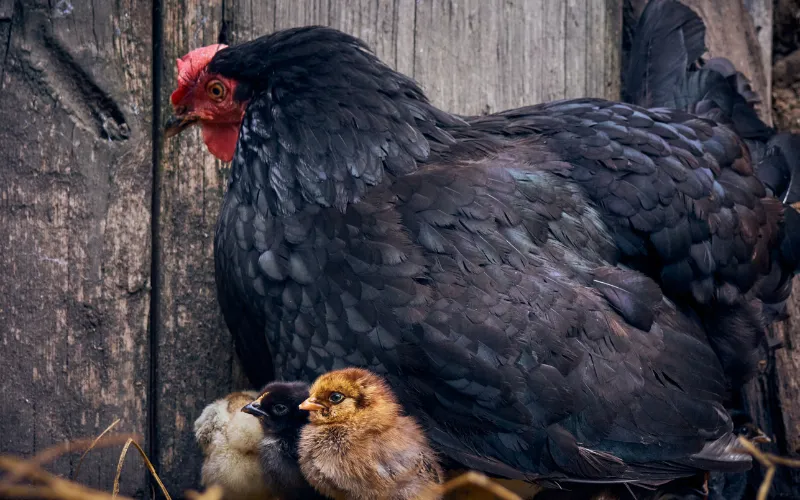 Physical Appearance of Black Copper Maran Chickens