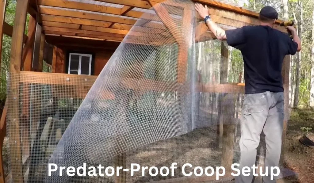 Predator Proof Coop Setup