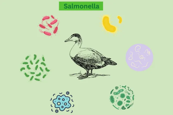 Salmonella