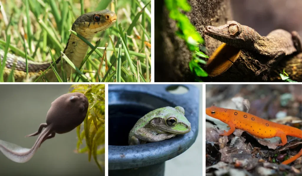 Amphibians And Reptiles