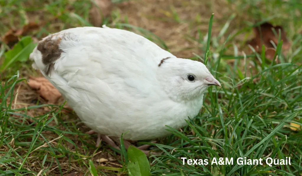 Texas A&M Giant Quail