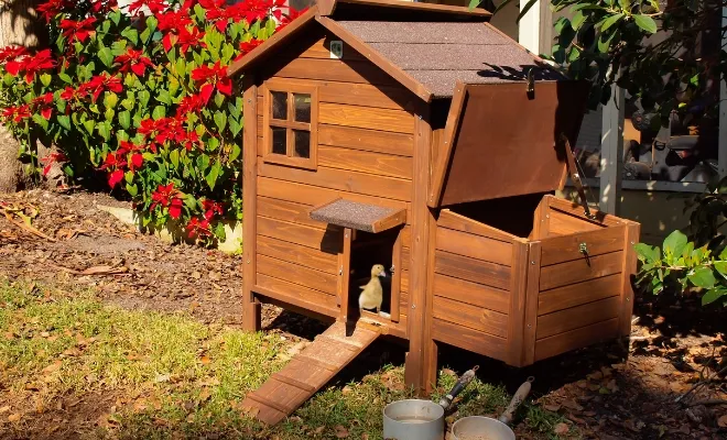 The Perfect Duck Coop