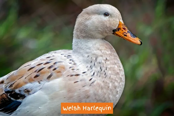 Welsh Harlequin