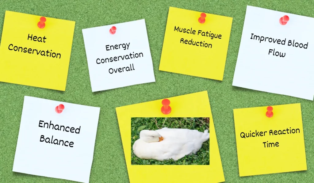 The Benefits Of Ducks Sleeping On One Foot