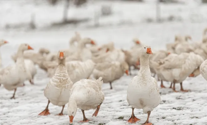 What Do Ducks Eat In The Winter? 10 Foods That They Prefer!