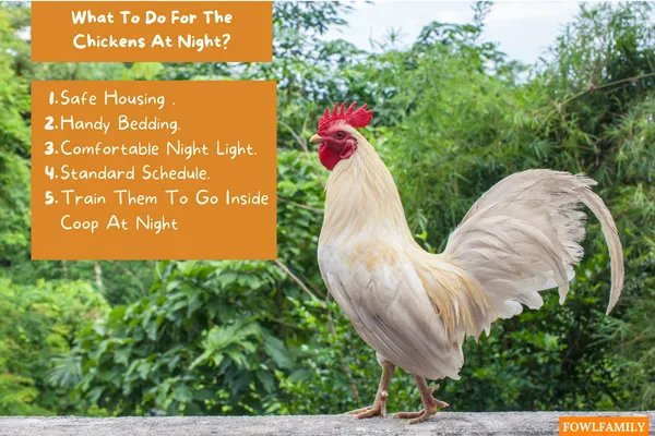 What To Do For The Chickens At Night