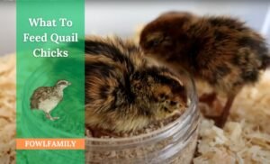 What To Feed Quail Chicks? 5 Foods To Fulfill Dietary Needs!