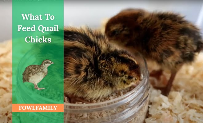 What To Feed Quail Chicks? 5 Foods to Fulfill Dietary Needs!