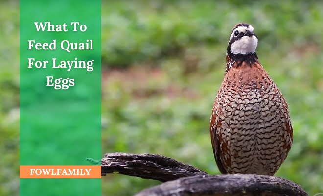 What To Feed Quail For Laying Eggs? 5 Notable Nutrients!