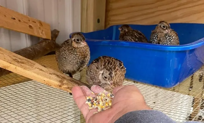 What To Feed Quail For Laying Eggs