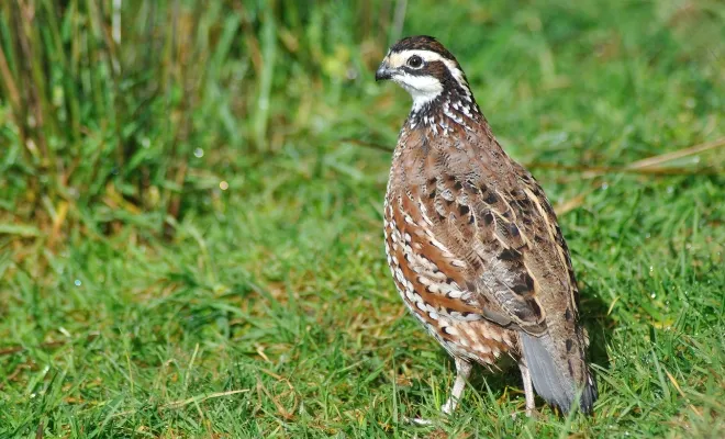 What Vegetables Do Quail Eat