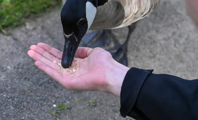 What to Feed Ducks at the Park? Avoid 3 Types of Food!